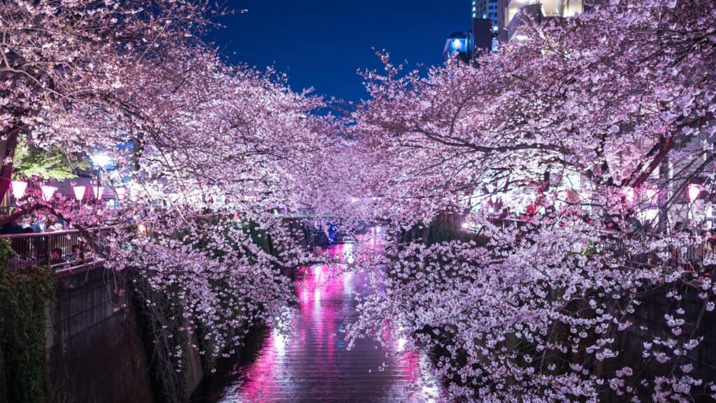 Illuminations, Colourful LED Light Festivals in Tokyo Meguro river illumination tokyo japan