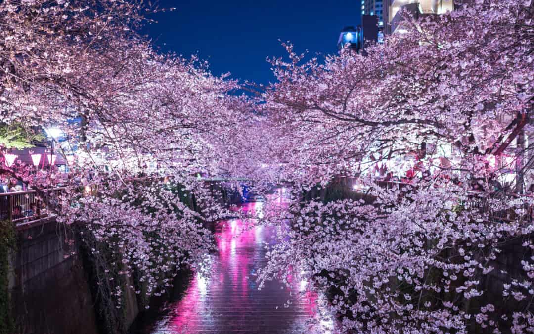 Illuminations, Colourful LED Light Festivals in Tokyo Meguro river illumination tokyo japan