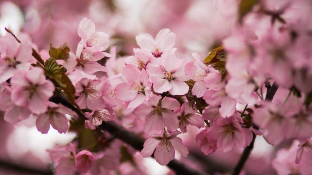 Spring has Sprung, how to enjoy Spring in Tokyo, 2020