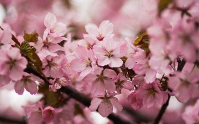 Unlock the Best of Tokyo’s Spring Bliss This 2025