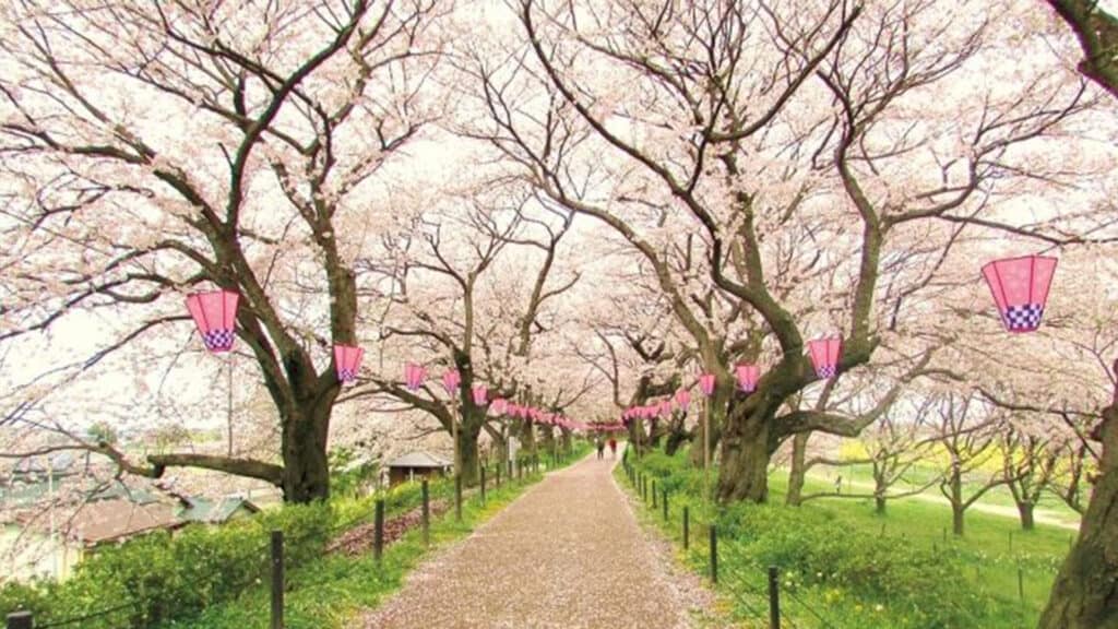 Spring has Sprung, how to enjoy Spring in Tokyo, 2020 Japanese matsuri festivals in spring in Japan