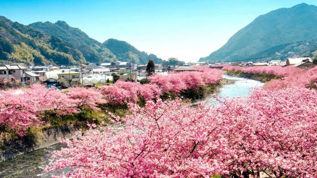 Spring has Sprung, how to enjoy Spring in Tokyo, 2020 Kawazuzakura Festival, Kawazu sakura cherry blossom