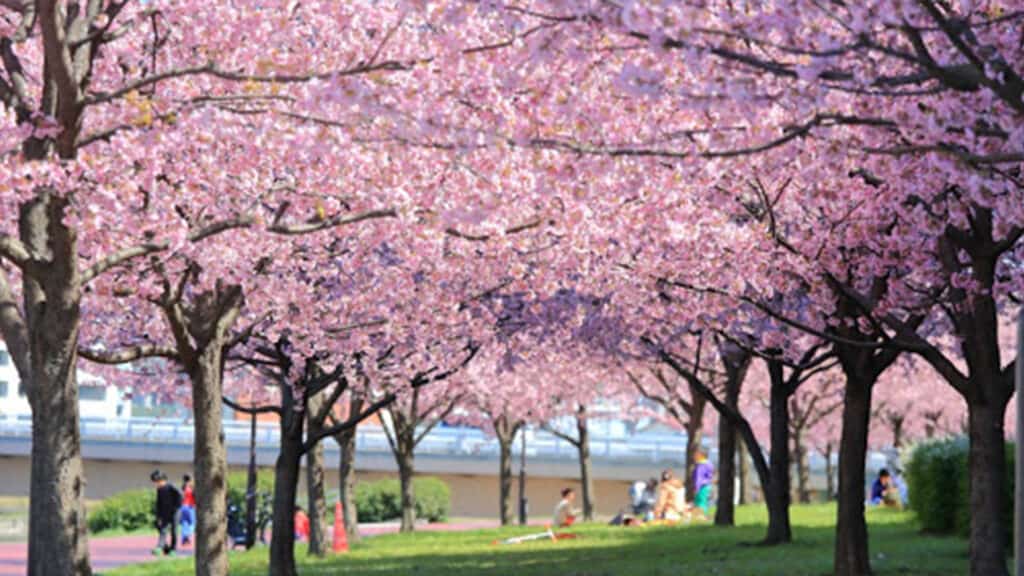 Spring has Sprung, how to enjoy Spring in Tokyo, 2020 Shioiri Park sakura cherry blossom festival in Japan