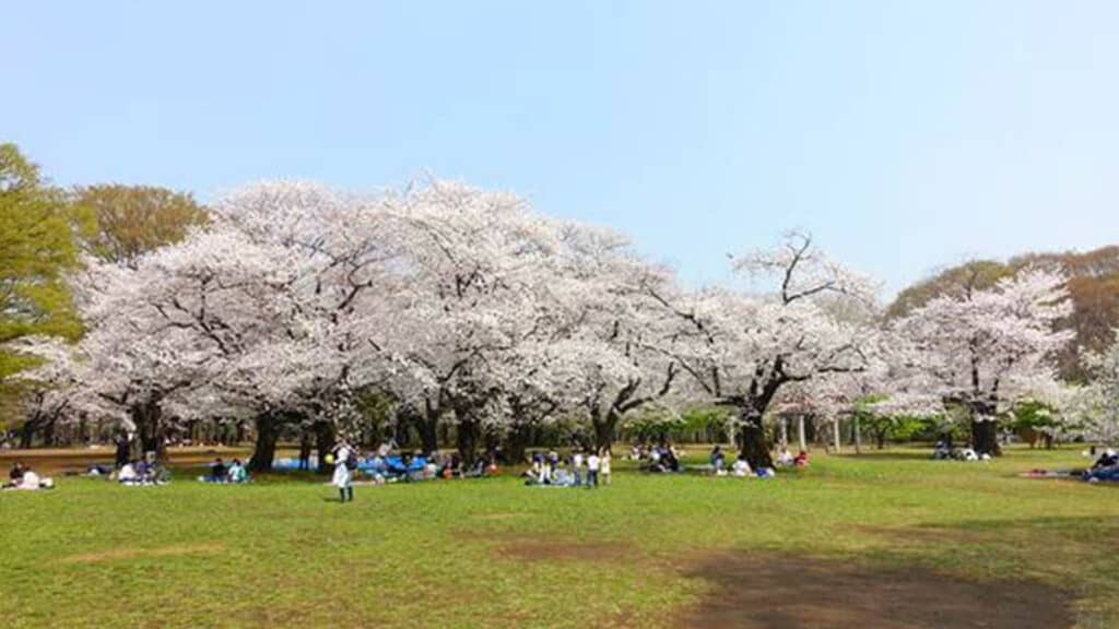 Spring has Sprung, how to enjoy Spring in Tokyo, 2020 Yoyogi park sakura cherry blossom spring