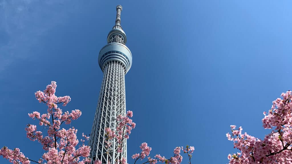 Tokyo sky tree with cherry blossom and sakura