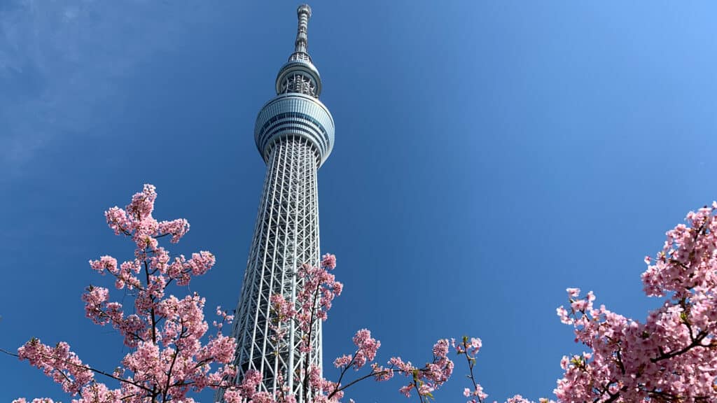 Visit Tokyo under 24 hours- One Day Trip Itinerary Skytree cheery blossom sakura