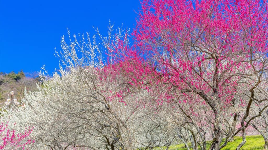 plum blossom during spring time