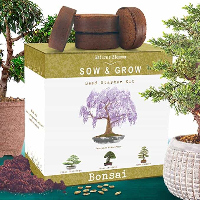 Japanese bonsai tree gift idea at home