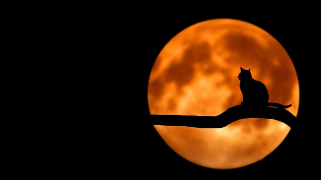 3 Japanese Horror Legends And Their Legacies That Live On 3 Japanese Horror Legends And Their Legacies That Live On