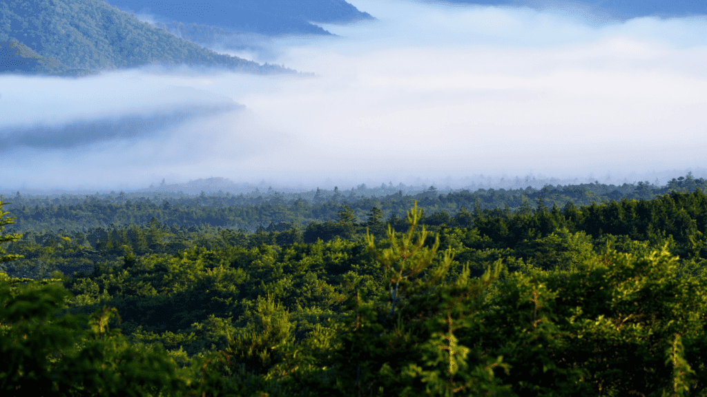 Aokigahara in Japan for nature