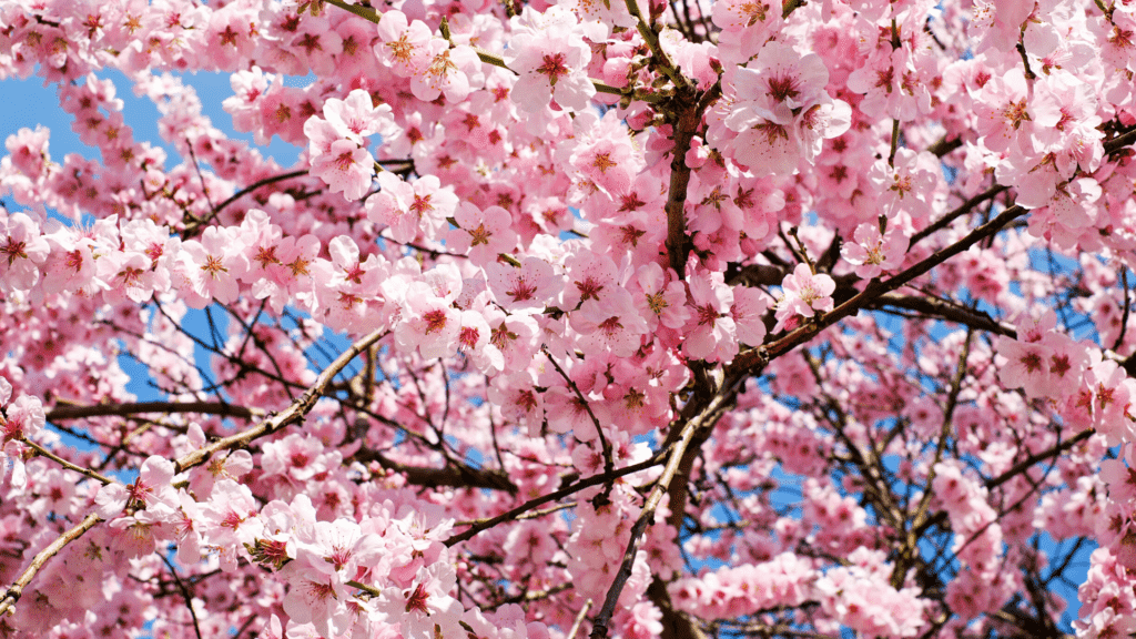 Best place to live in japan sakura cherry blossom trees