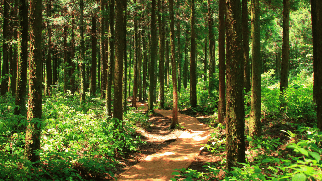 Sayama Hills in Japan for nature hiking