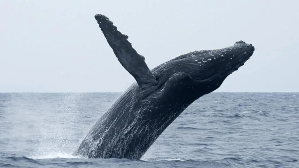 Whale watching in zamami