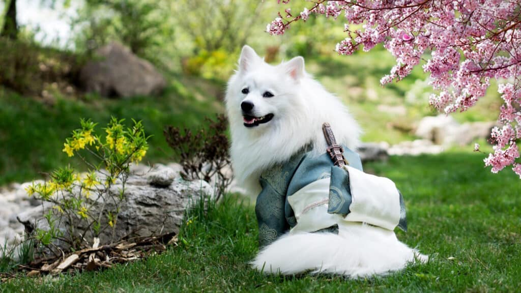 Japanese Culture The Way of the Samurai white dog