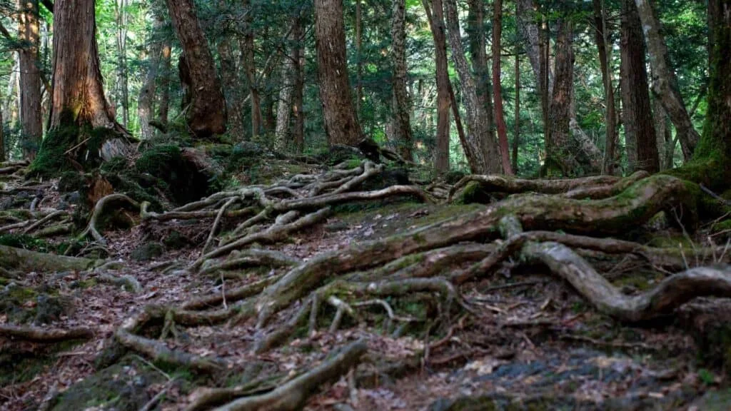 Suicide forest