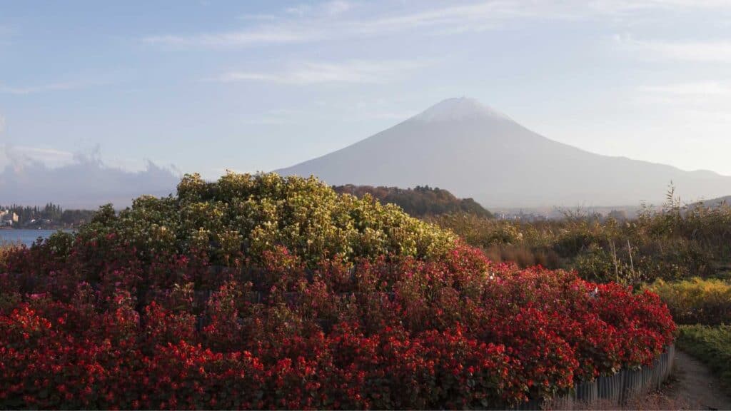 Autumn red leaves in Tokyo Japan