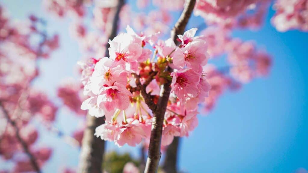 Cherry blossom in Spring in Tokyo Japan