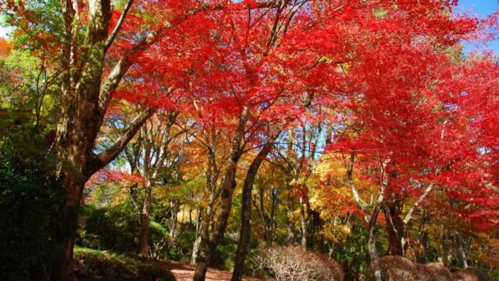 Top 10 Autumn Leaves Hiking Spots around Tokyo mount ashigara