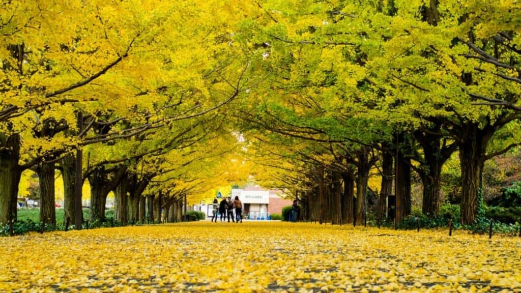 Top 10 day trip ideas to enjoy autumn leaves from Tokyo Showa Kinen Park