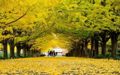 Autumn in Tokyo: Weather, Festivals, and Best Fall Leaves Spots