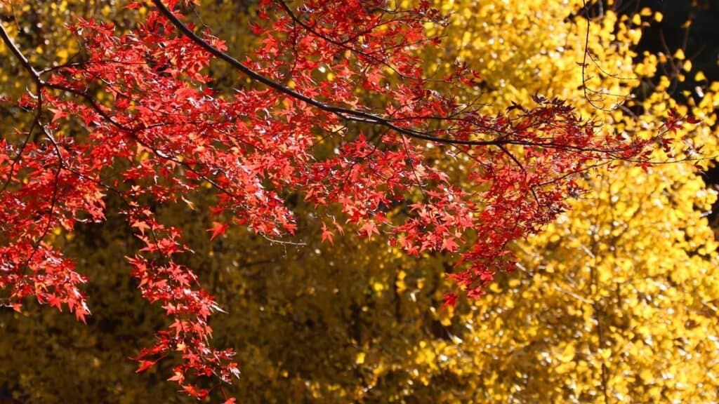 Top 15 places to enjoy autumn leaves in Tokyo (5 secret spots) Top 15 places to enjoy autumn leaves in Tokyo (5 secret spots)