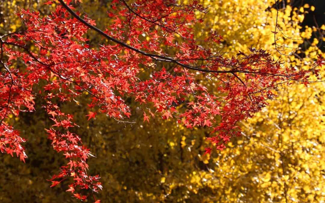 Top 15 places to enjoy autumn leaves in Tokyo (+5 secret spots)