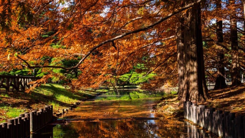 Top 15 places to enjoy autumn leaves in Tokyo Jindai Botanical Gardens