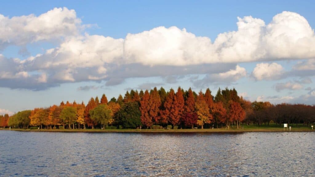 Top 15 places to enjoy autumn leaves in Tokyo Mizumoto Park