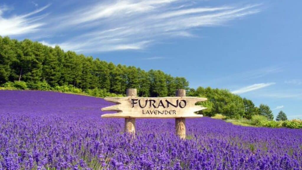 Travel in Hokkaido Furano Lavender Fields