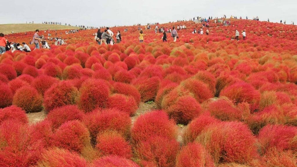 Ways to Enjoy Autumn in Japan Visit the Kochia Carnival