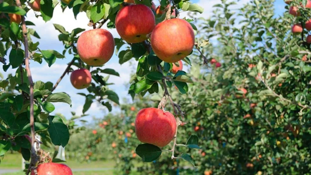 What to do in Aomori Apples