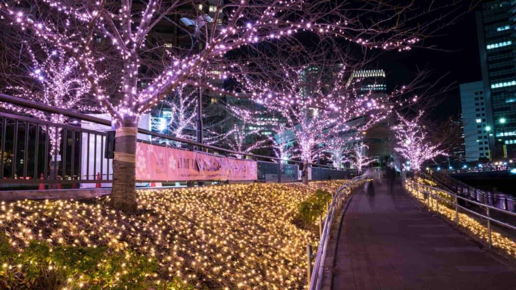 17 Illuminations in Tokyo Meguro River Illumination 2