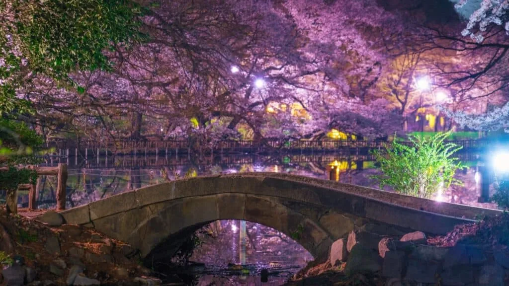 11 best cherry blossom spots Inokashira Park