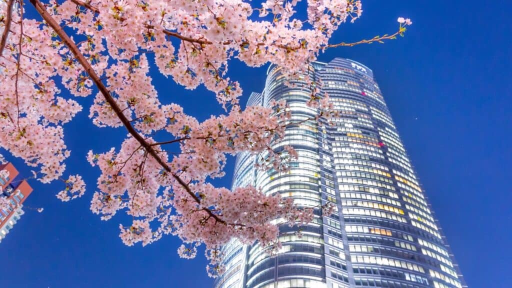 11 best cherry blossom spots Roppongi Hills