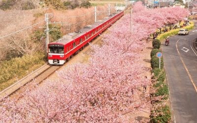 Ultimate 3-Day Tokyo Itinerary Featuring Sakura
