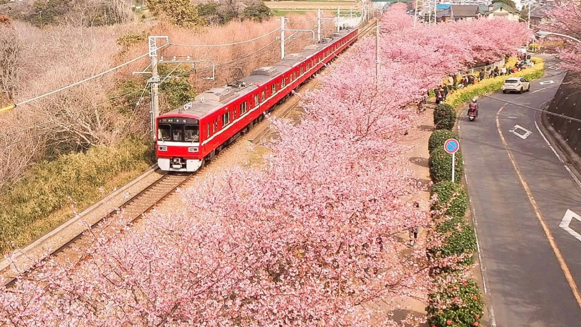 18 early cherry blossoms Miura Beach