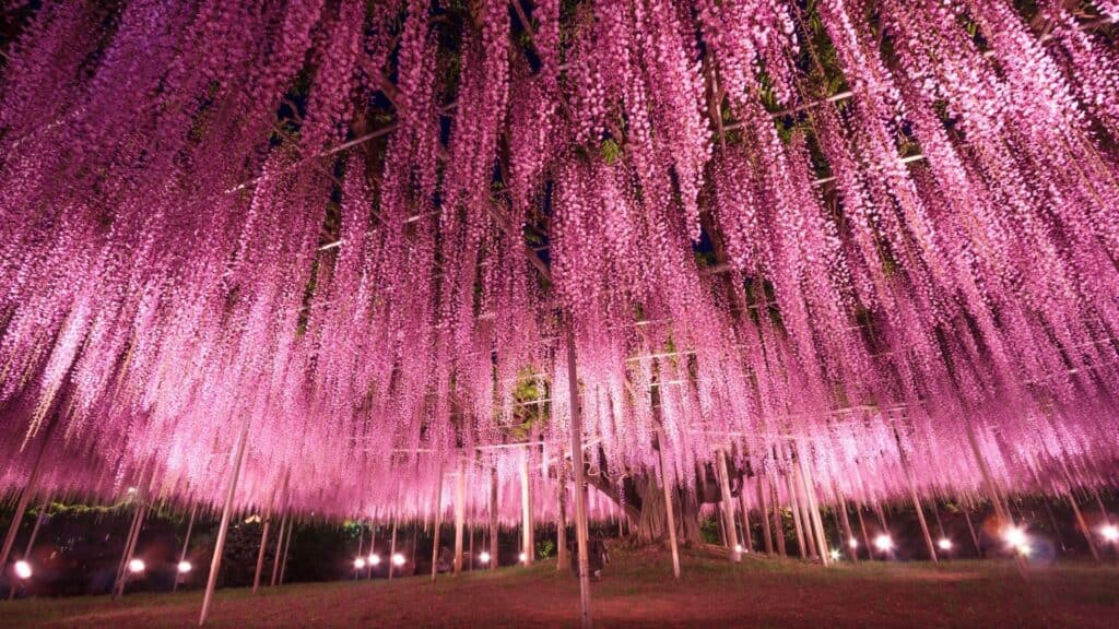 25 Best Romantic Date Spots Ashikaga Flower Park