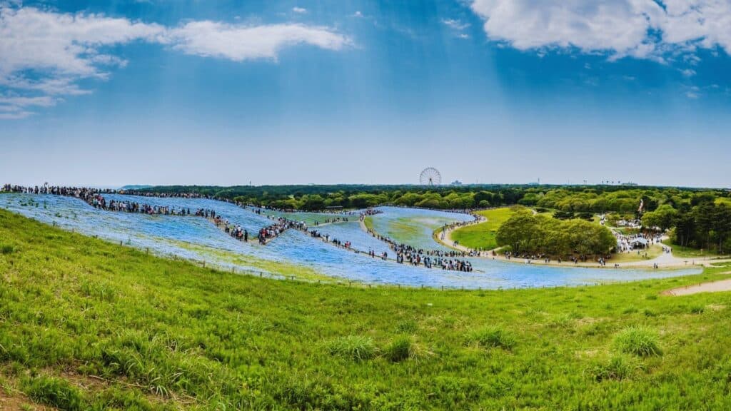 25 Best Romantic Date Spots Hitachi Seaside Park