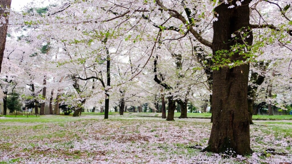 25 Best Romantic Date Spots Omiya Park