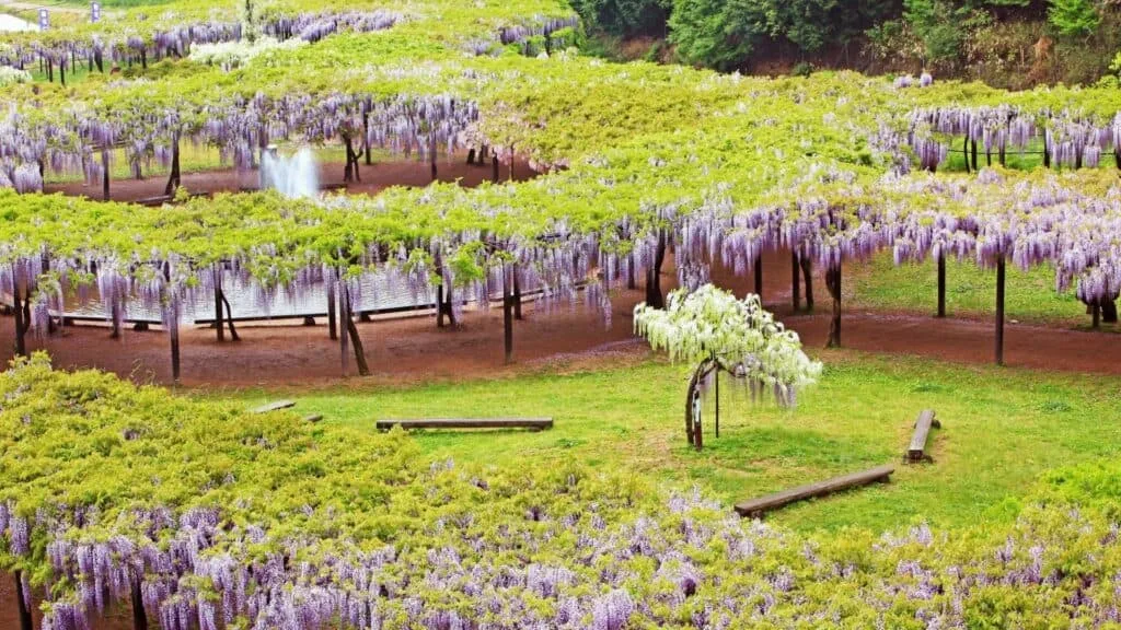 28 Best Wisteria spots Asago City