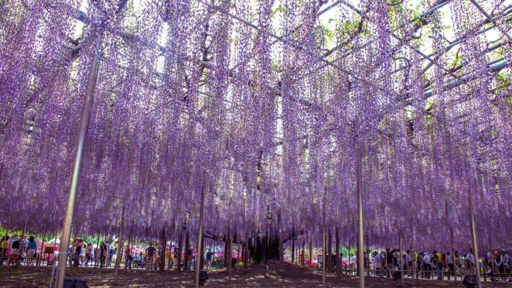 Wisteria in Japan: Ashikaga Flower Park