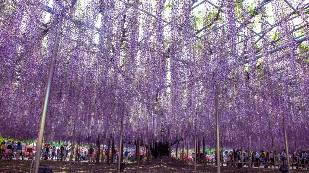 28 Best Wisteria spots Ashikaga Flower