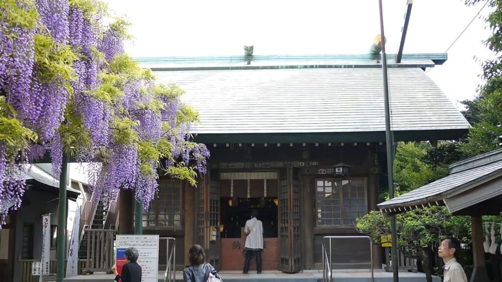 28 Best Wisteria spots Chofu City