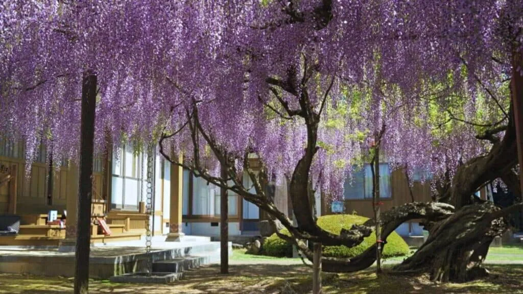 28 Best Wisteria spots Daisen Town