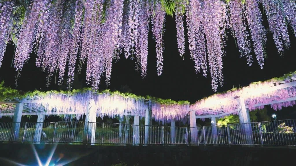 28 Best Wisteria spots Fujioka City