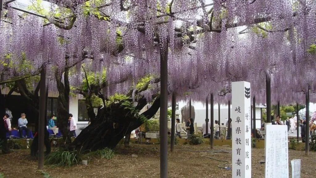 28 Best Wisteria spots Hashima City