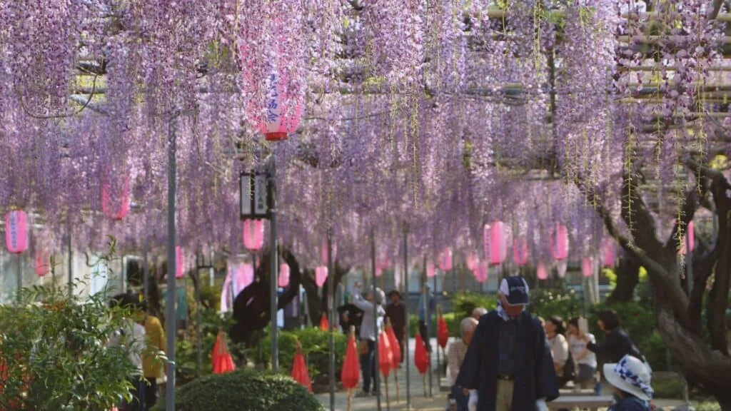 28 Best Wisteria spots Hekinan City