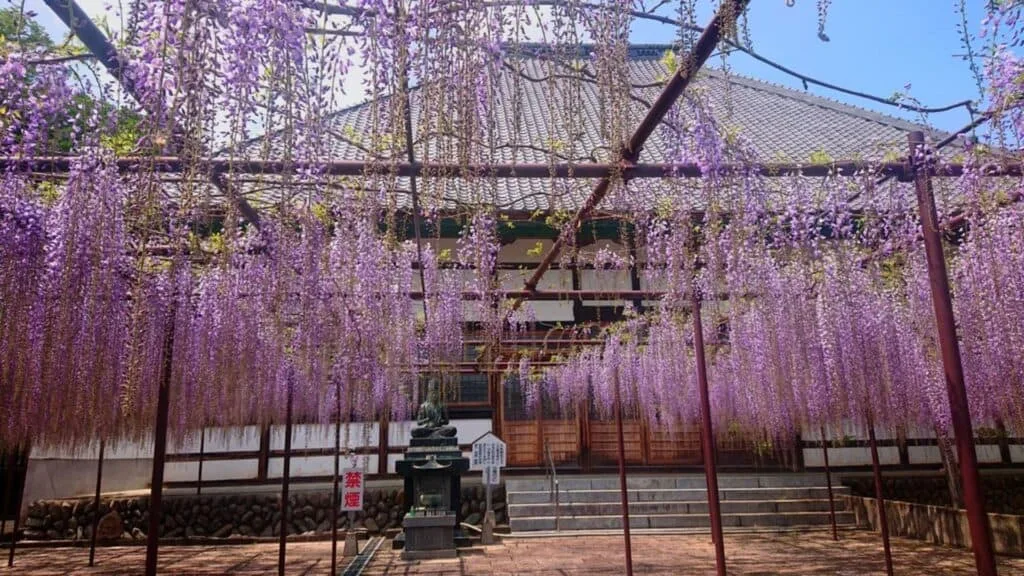 28 Best Wisteria spots Honjo City