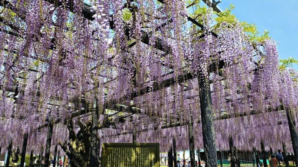 28 Best Wisteria spots Iwata City