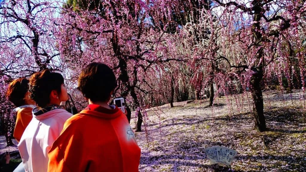 28 Best Wisteria spots Jonangu